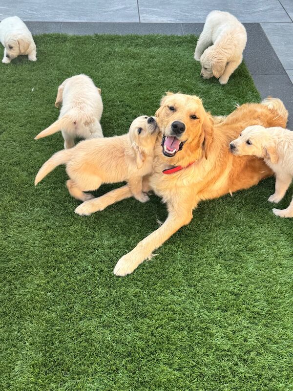 Golden Retriever puppies for sale in Walsall, West Midlands – KC registered, 9 weeks old - Image 12 of 12
