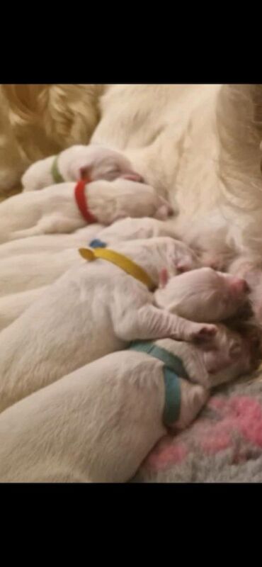 Golden retriever puppys kc registered raised in a busy family home for sale in Worksop nottinghamshire