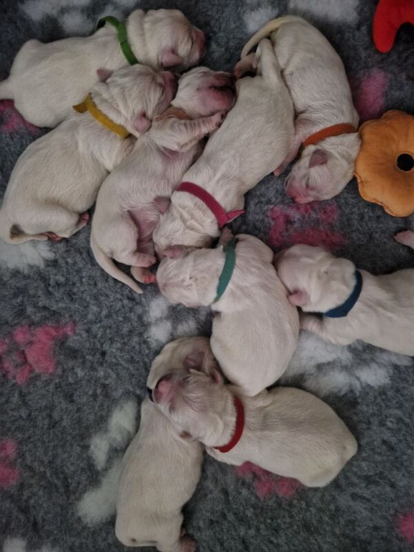 Golden retriever puppys kc registered 1 little girl left for sale in Worksop nottinghamshire | Image 2