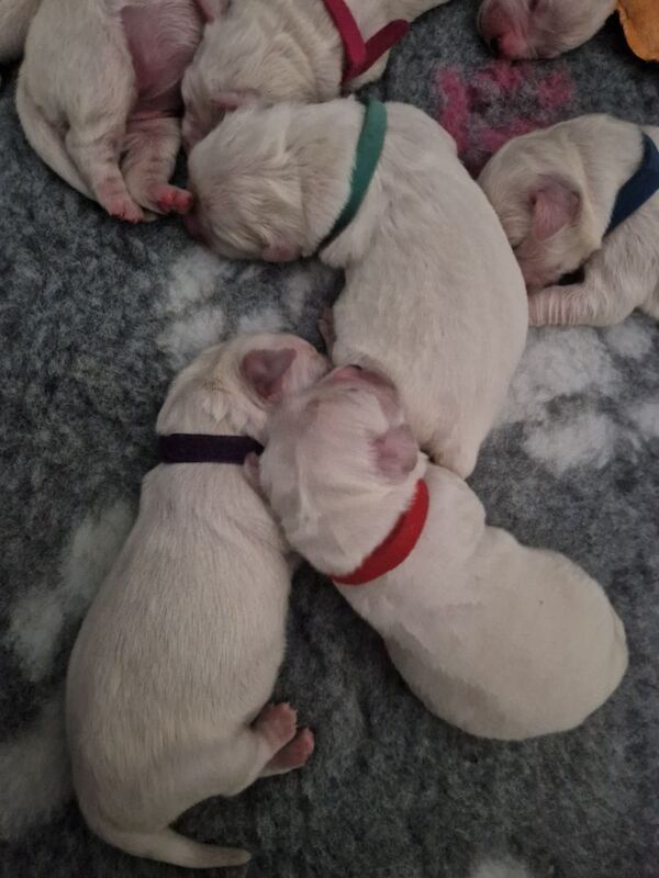 Golden retriever puppys kc registered 1 little girl left for sale in Worksop nottinghamshire | Image 3