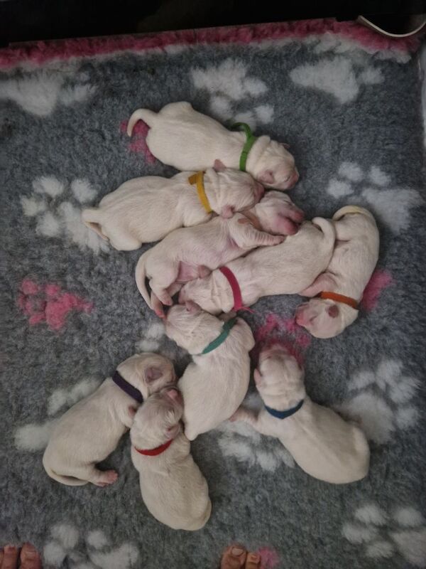 Golden retriever puppys kc registered 1 little girl left for sale in Worksop nottinghamshire - Image 4