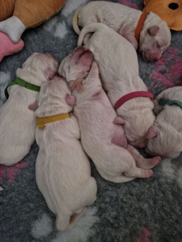 Golden retriever puppys kc registered 1 little girl left for sale in Worksop nottinghamshire - Image 5