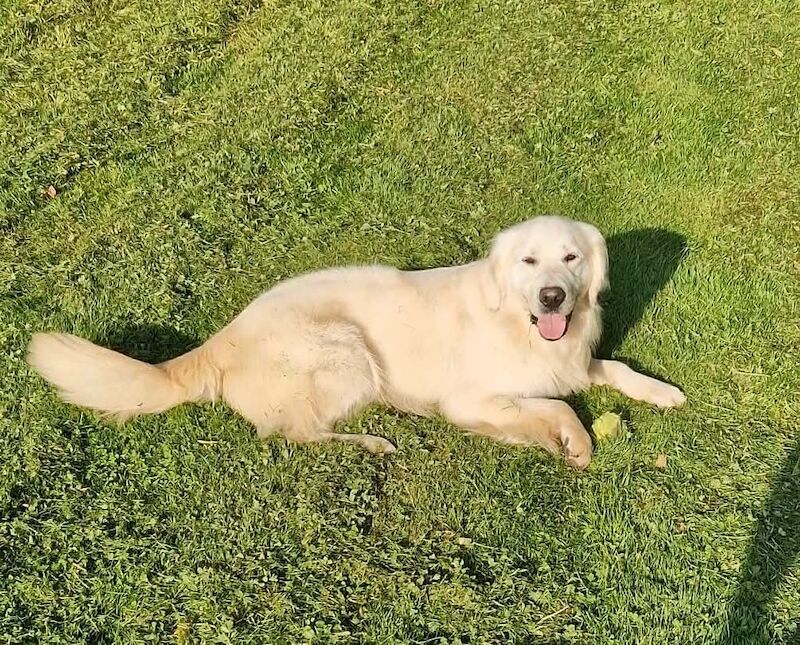 Golden retriever puppys kc registered 1 little girl left for sale in Worksop nottinghamshire - Image 6