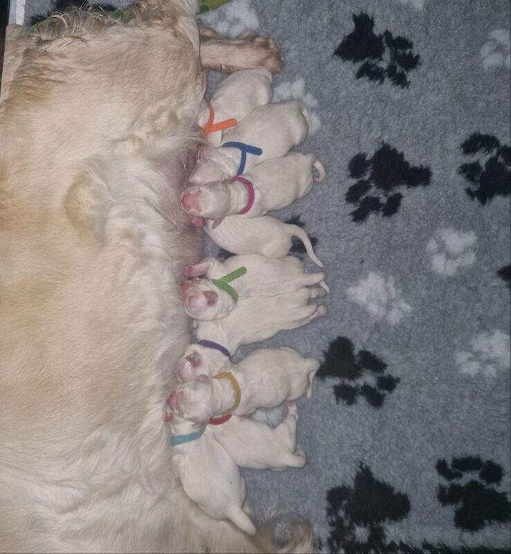 Golden retriever puppys kc registered 1 little girl left for sale in Worksop nottinghamshire - Image 7