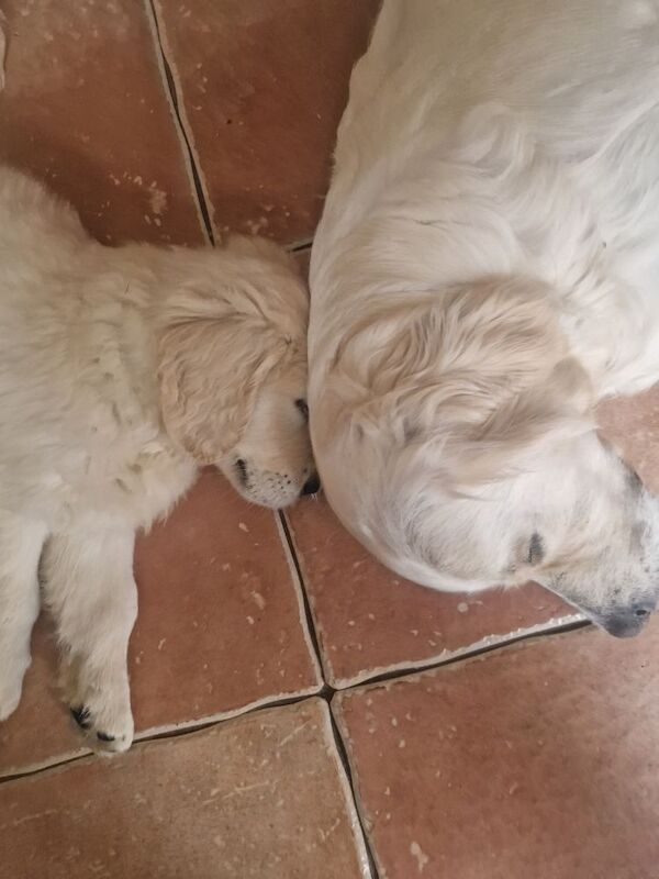 Golden retriever puppys kc registered 1 little girl left for sale in Worksop nottinghamshire - Image 8