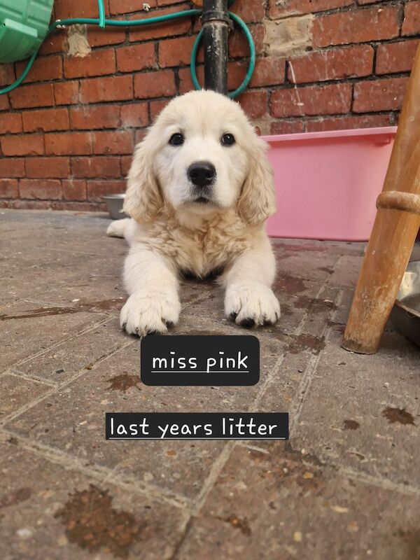 Golden retriever puppys kc registered 1 little girl left for sale in Worksop nottinghamshire - Image 9