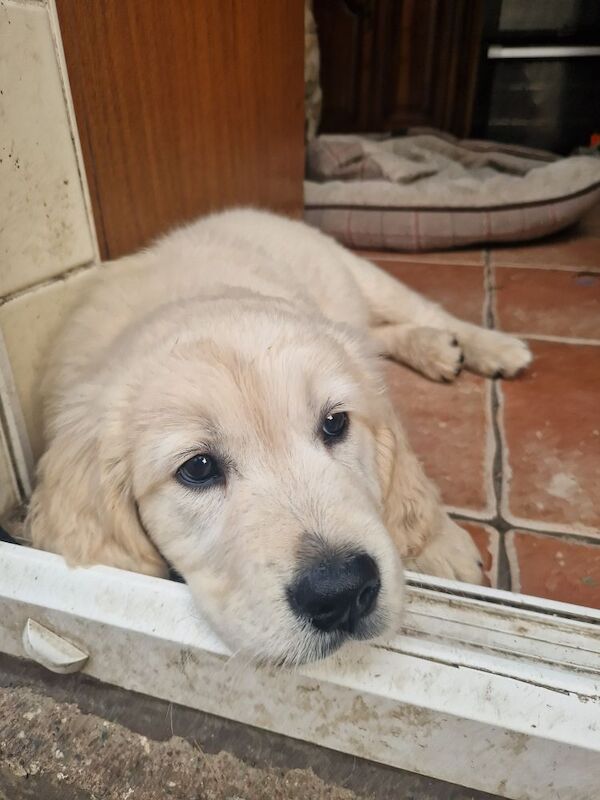 Golden retriever puppys kc registered 1 little girl left for sale in Worksop nottinghamshire - Image 10