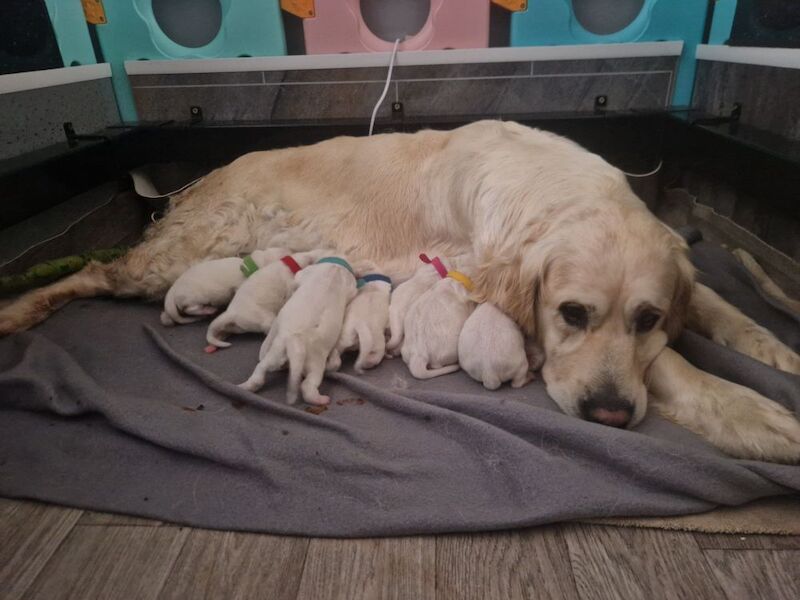 Golden retriever puppys kc registered 1 little girl left for sale in Worksop nottinghamshire - Image 11