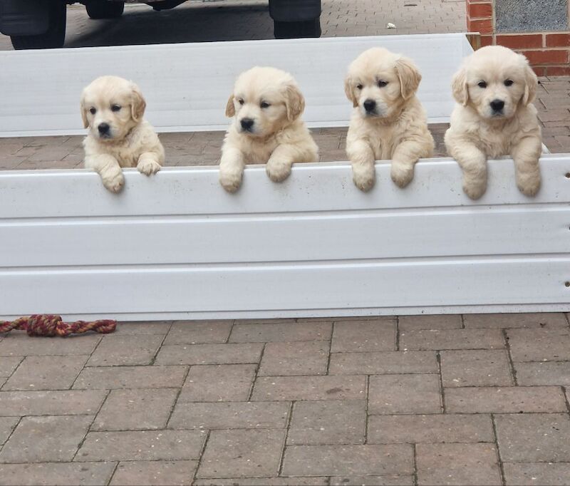 Golden retriever puppys kc registered 1 little girl left for sale in Worksop nottinghamshire - Image 12
