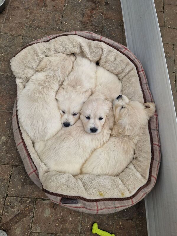Golden retriever puppys kc registered 1 little girl left for sale in Worksop nottinghamshire - Image 13