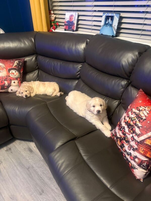 Golden Retriever puppies for sale in Ballyclare, County Antrim – 9 weeks old