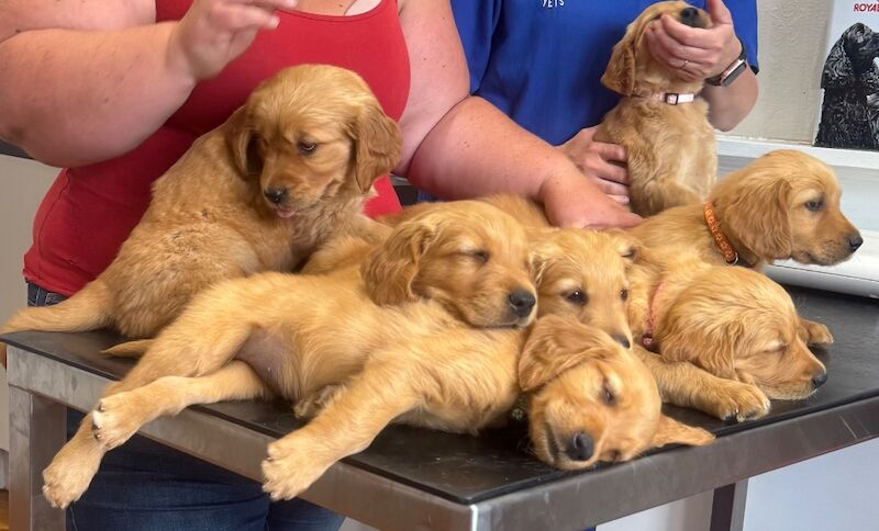 Golden retriever pups