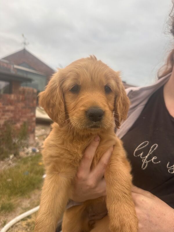 Golden retriever pups - Image 2 of 13