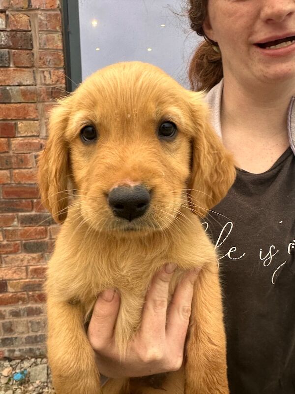 Golden retriever pups - Image 4 of 13