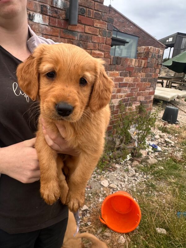 Golden retriever pups - Image 9 of 13