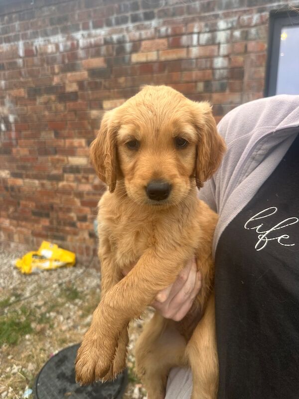 Golden retriever pups - Image 11 of 13