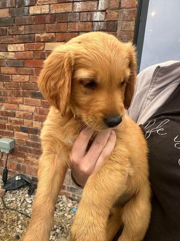 Golden retriever pups - Image 12 of 13