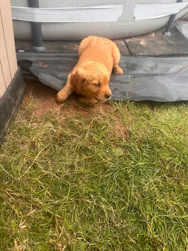Golden retriever pups - Image 13 of 13