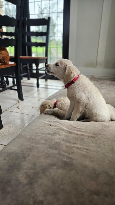 Golden Retriever puppies for sale in Newtownbutler, County Fermanagh – 3 months old - Image 2 of 3