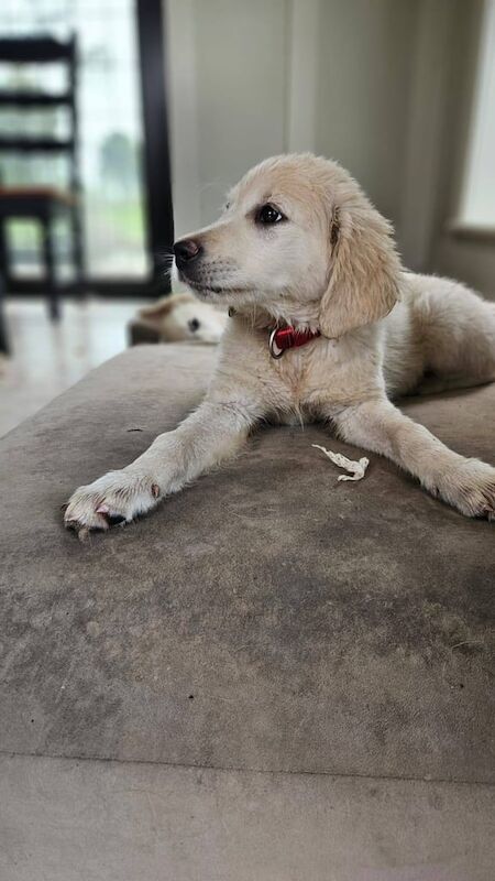Golden Retriever puppies for sale in Newtownbutler, County Fermanagh – 3 months old - Image 3 of 3