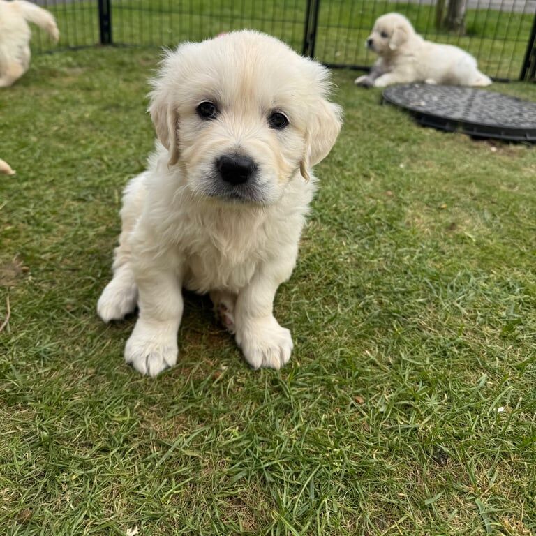 Golden Retriever puppies for sale in Bangor, County Down – KC registered, 10 months old - Image 2 of 3