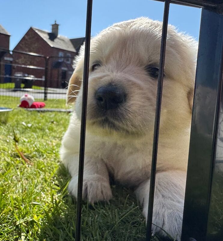 Golden Retriever puppies for sale in Bangor, County Down – KC registered, 10 months old - Image 3 of 3