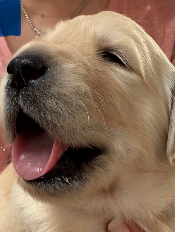 Golden Retriever puppies for sale in Crawley, West Sussex – 8 months old - Image 1 of 3