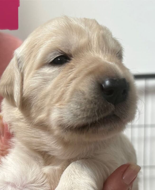Golden Retriever puppies for sale in Crawley, West Sussex – 8 months old - Image 2 of 3