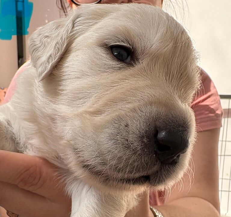 Golden Retriever puppies for sale in Crawley, West Sussex – 8 months old - Image 3 of 3