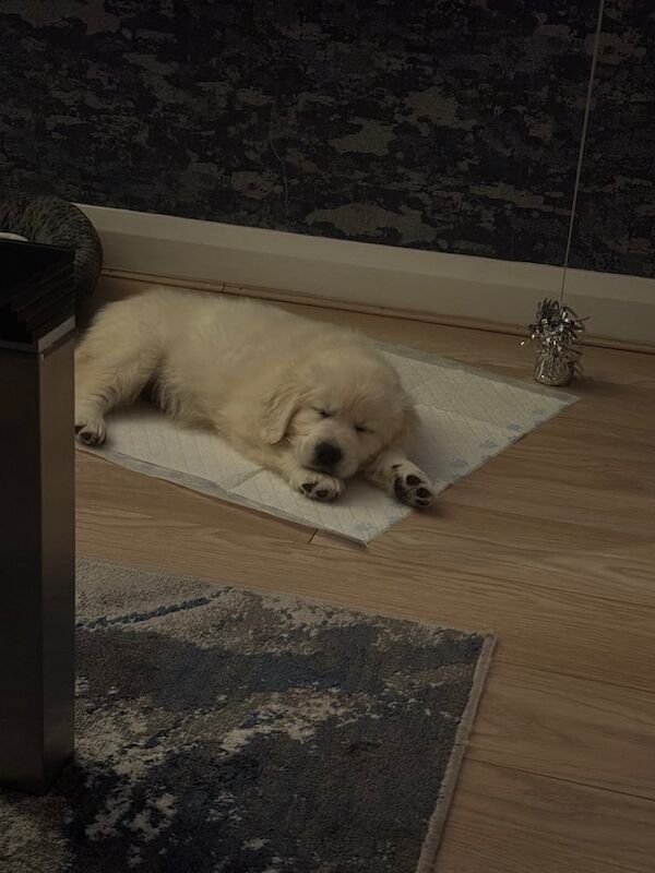 Golden Retriever Pups for sale in Bangor, County Down | Image 2