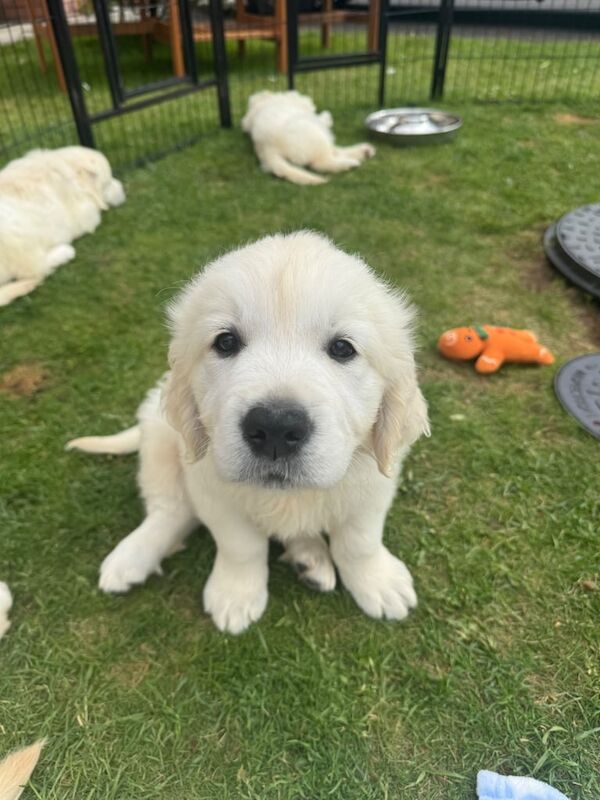 Golden Retriever Pups for sale in Bangor, County Down - Image 3