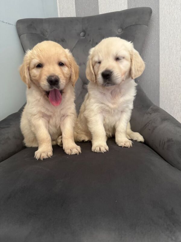 Golden retriever pups for sale in Cookstown, County Tyrone