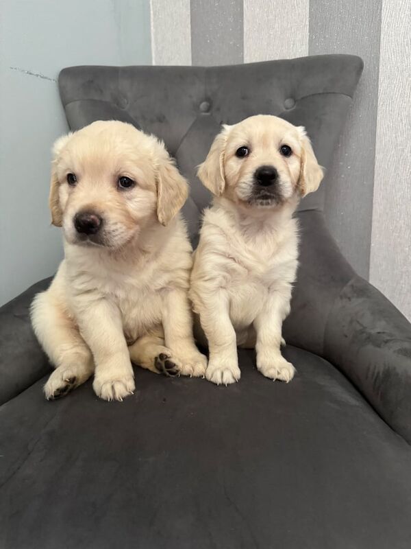 Golden Retriever puppies for sale in Cookstown, County Tyrone – KC registered, 10 weeks old - Image 2 of 3