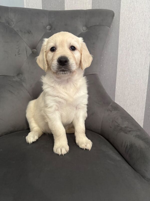 Golden retriever pups for sale in Cookstown, County Tyrone | Image 3