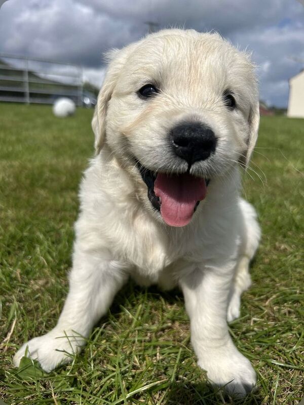 Golden Retriever Puppies For Sale Under £1,000