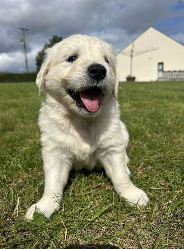 Golden Retriever puppies for sale in Rostrevor, County Down – KC registered, 5 weeks old - Image 2 of 3