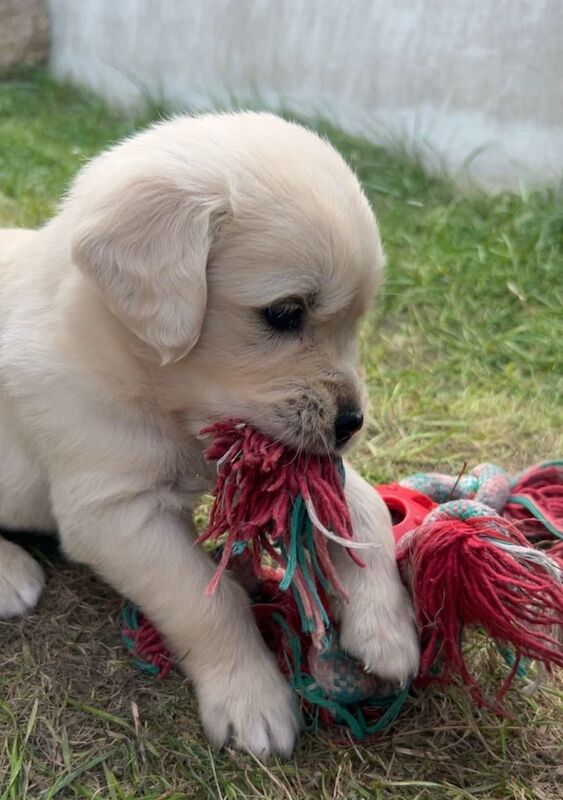Golden Retriever puppies for sale in Rostrevor, County Down – KC registered, 5 weeks old - Image 3 of 3