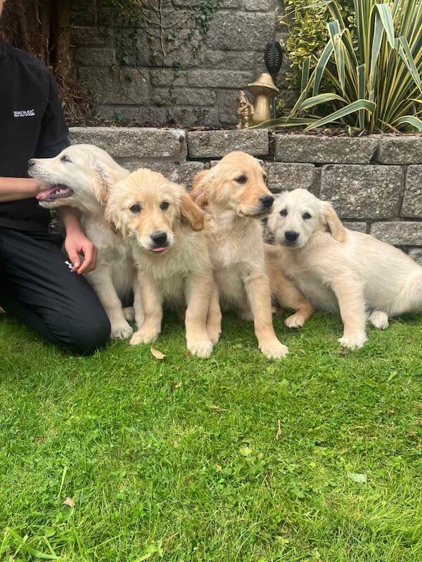 Golden Retriever puppies for sale in Newry, County Armagh – 11 weeks old