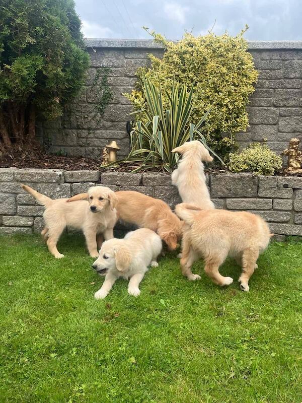Golden Retriever puppies for sale in Newry, County Armagh – 11 weeks old - Image 2 of 3