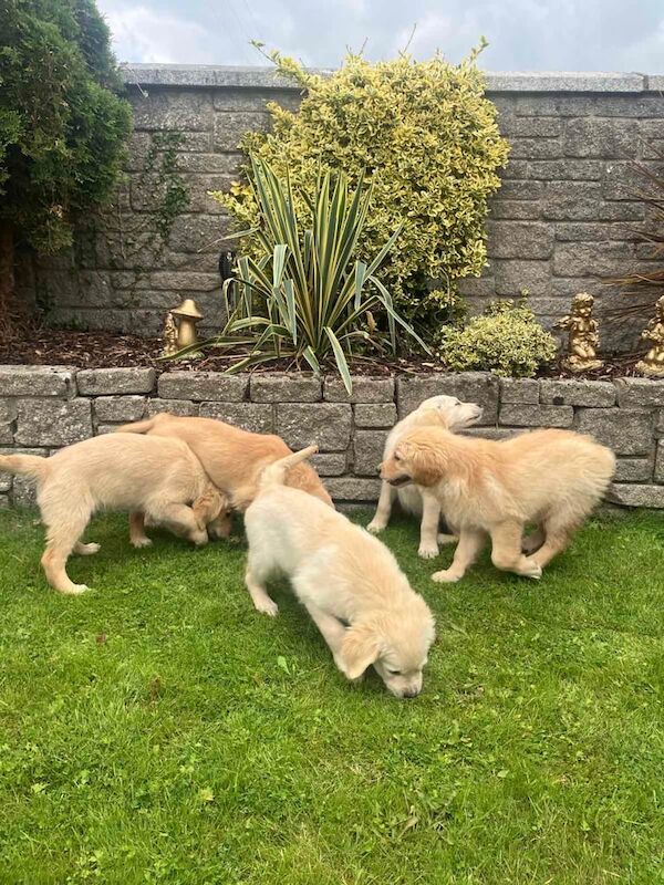 Golden Retriever puppies for sale in Newry, County Armagh – 11 weeks old - Image 3 of 3