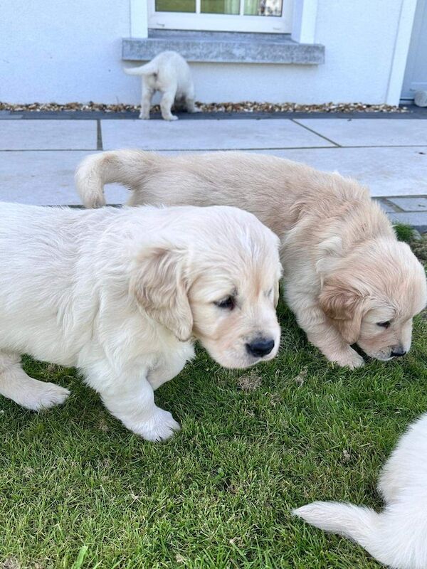 Golden Retriever puppies for sale in Strabane, County Tyrone – KC registered, 9 weeks old