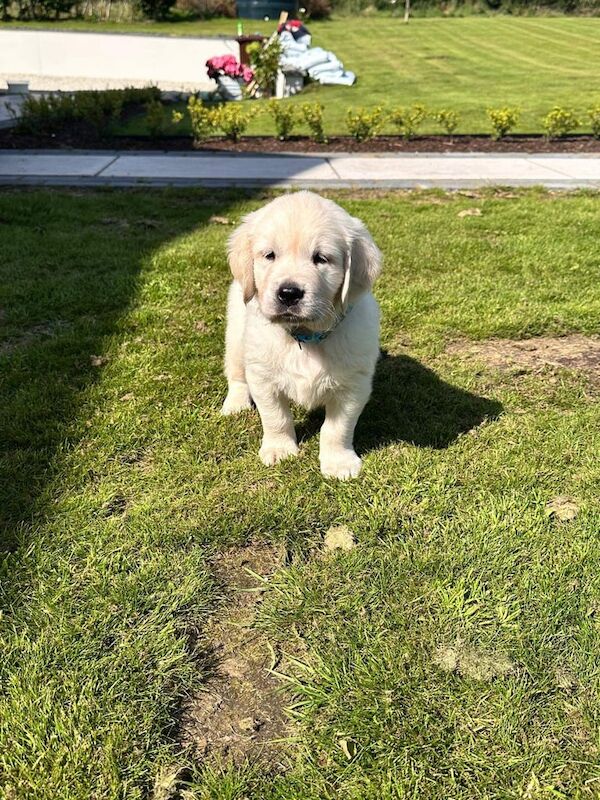 Golden Retriever puppies for sale in Strabane, County Tyrone – KC registered, 9 weeks old - Image 2 of 3