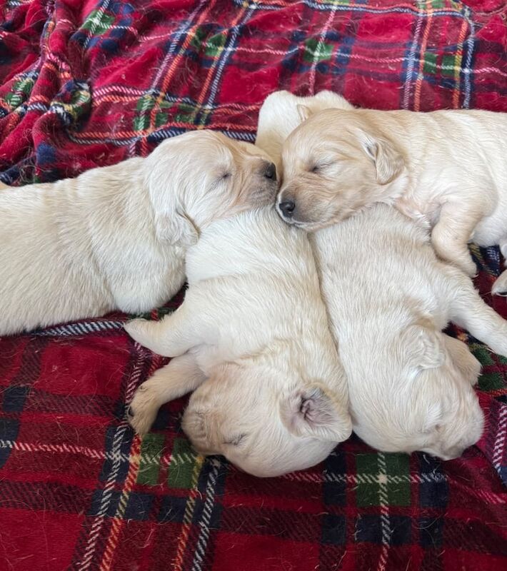 Golden Retriever puppies for sale in Bangor, County Down β KC registered, 2 weeks old
