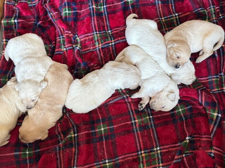 Golden Retriever puppies for sale in Bangor, County Down – KC registered, 2 weeks old - Image 2 of 3