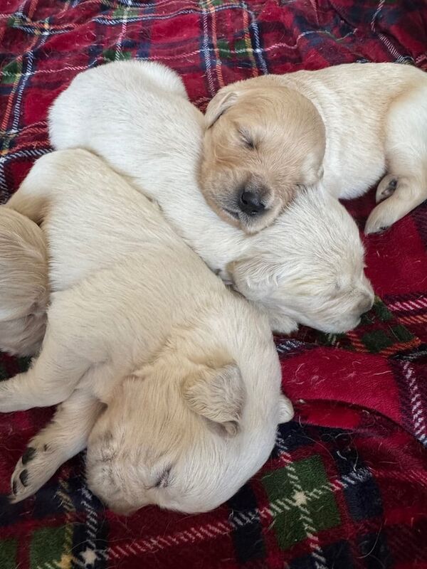 Golden Retriever puppies for sale in Bangor, County Down – KC registered, 2 weeks old - Image 3 of 3