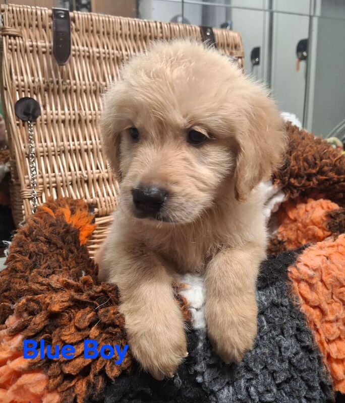 Golden Retriever puppies for sale in Kingston upon Hull, East Riding of Yorkshire – KC registered, 9 weeks old