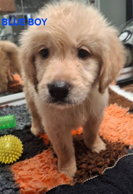 Golden Retriever puppies for sale in Kingston upon Hull, East Riding of Yorkshire – KC registered, 9 weeks old - Image 2 of 3