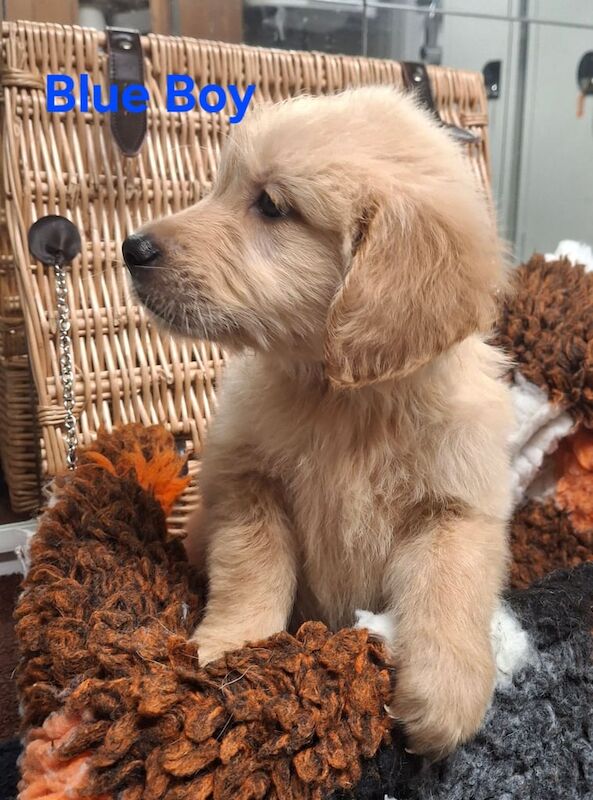 Golden Retriever puppies for sale in Kingston upon Hull, East Riding of Yorkshire – KC registered, 9 weeks old - Image 3 of 3