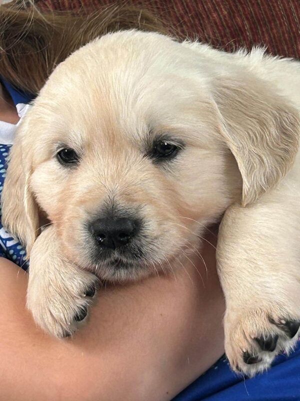 Golden retriever pups - Image 2 of 3