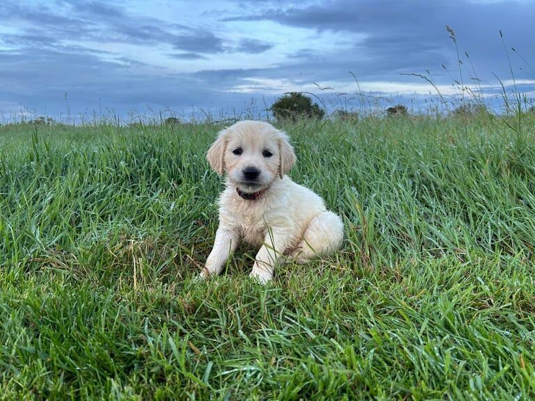 Golden retriever pups - Image 3 of 3